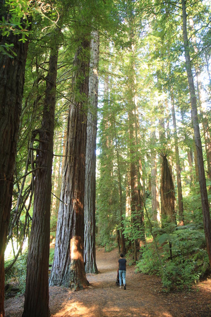 redwood 3